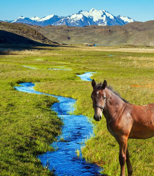Great Sleek Mustang Small Puddles Streams Overgrown Grass Pampas Surround — Stock Photo, Image