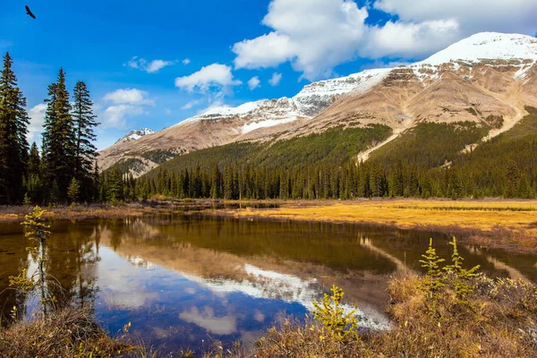 Podzimní Cesta Skalistých Hor Kanadě Mělké Jezero Zarostlé Zažloutlou Trávou — Stock fotografie