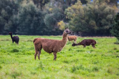 Kahverengi ve siyah lamas sürüsü yeşil bir çimenlikte otlatıldıktan sonra. Egzotik, ekolojik ve fotoğraf turizmi kavramı. Yün ve et için hayvan yetiştirme çiftliği