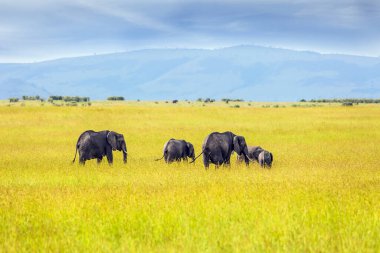 Afrika savanasının filleri dünyadaki en büyük hayvanlardır. Kenya 'daki ünlü Masai Mara Rezervi. Ekolojik, egzotik, aşırı ve fotoğraf turizmi kavramı