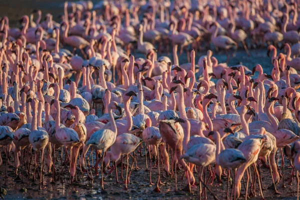 Interesujące Użyteczne Obserwowanie Ptaków Namibia Ogromna Kolonia Różowych Flamingów Wspaniałe — Zdjęcie stockowe