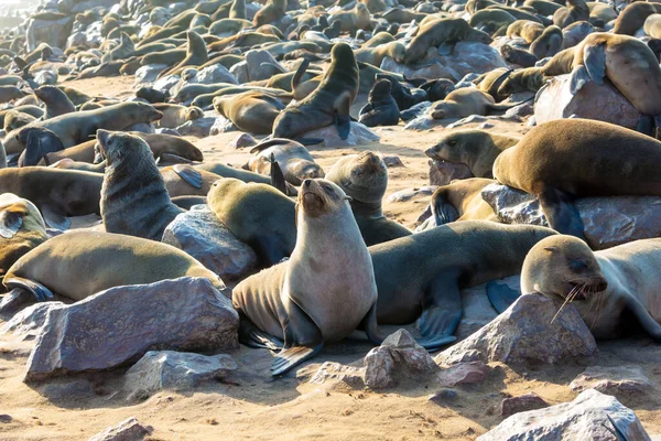 Afrika Namibia Cape Cross Världens Största Nykomling Sydafrikansk Pälssäl Namibiskt — Stockfoto