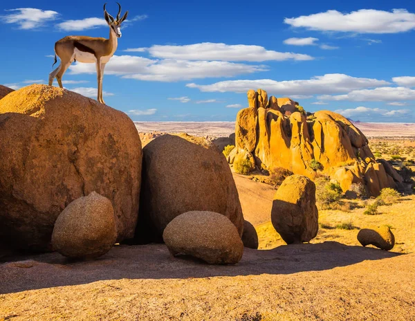 Antílope Nas Rochas Antelope Springbok Deserto Spitskoppe Viajar Para África — Fotografia de Stock