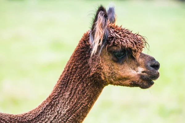 Charming Brown Llama Haircut Pasting Green Grass Animal Breeding Farm — Stock Photo, Image