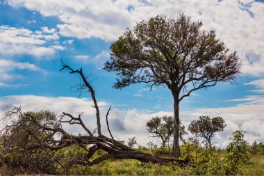 Kruger Parkı. Afrika savanı. Düz bozkır. Sarı otlar ve çöl akasyası ile kaplanmış. Güney Afrika. Güzel bulutlu ve rüzgarlı bir gün. Aktif, aşırı ve fotoğraf turizmi kavramı
