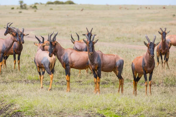 Safari Masai Mara Nemzeti Parkban Csodálatos Kirándulás Afrikai Szavannába Kenyában — Stock Fotó
