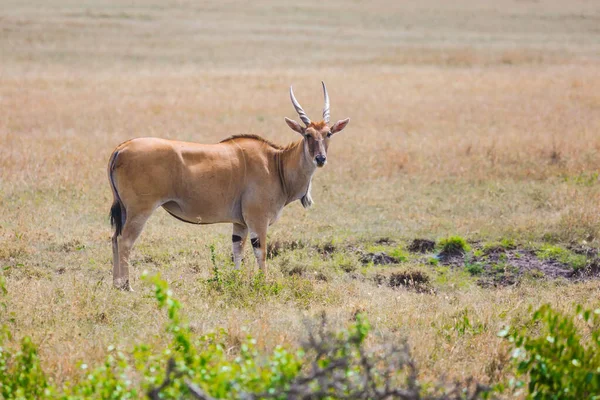 Magnificent Trip African Savannah Kenya Antelope Bovine Family Eland Kanna — Stock Photo, Image