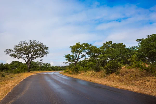 Afrika Nın Güneyine Egzotik Bir Yolculuk Afrika Savanasındaki Meşhur Kruger — Stok fotoğraf