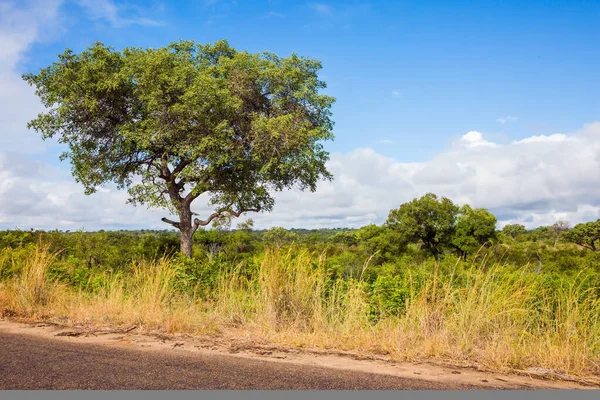 Estrada Estreita Terra Para Turistas Animais Vivem Movem Livremente Savana — Fotografia de Stock