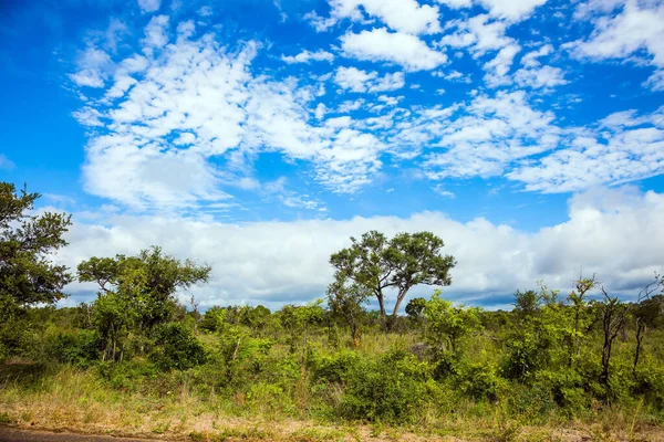 Südafrika Der Berühmte Krüger Park Afrikanische Savanne Flache Steppe Überwachsen — Stockfoto