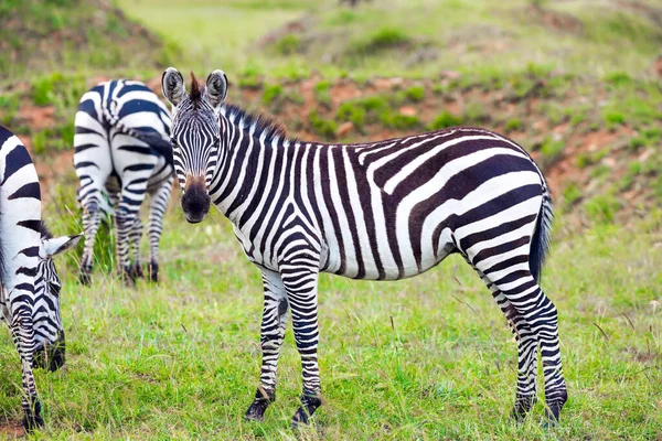 Urocze Zebry Paski Pasą Się Zielonej Trawie Afrykańskie Safari Kenii — Zdjęcie stockowe