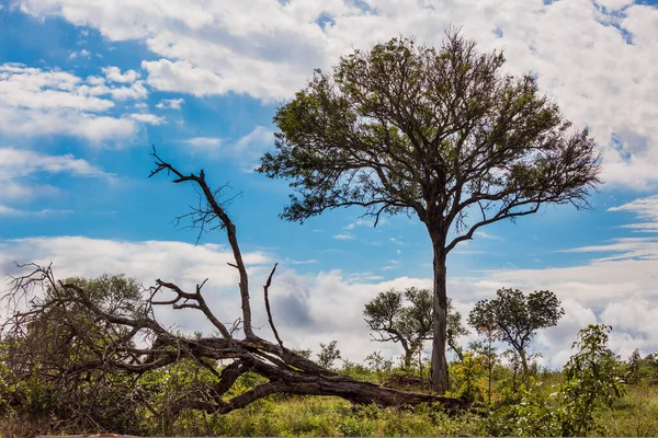 克鲁格公园 非洲草原 平坦的草原 长满了黄草和沙漠相思树 多云多风的好天气 极端和摄影旅游的概念 — 图库照片