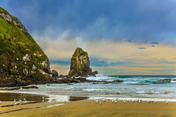 新西兰 南岛太平洋海岸的食人鱼湾 宽阔的海滩 白色的沙子和蓝绿色的水 成群结队的白蚁在沙滩上休息 积极和摄影旅游的概念 — 图库照片