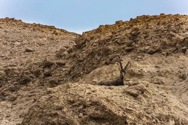 大きな曲がった角を持つ山ヤギの石の対決を見ています 死海の海岸 ユダヤ砂漠の山の中で絵のような石の峡谷 生態学的 積極的かつ写真観光の概念 — ストック写真