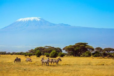Çizgili zebra sürüsü bozkırda otluyor. Tepe, düz bir tepesinde kar şapkasıyla Kilimanjaro Dağı 'dır. Afrika Boynuzu 'na bir gezi Kenya. Güneydoğu Kenya, Amboseli Parkı