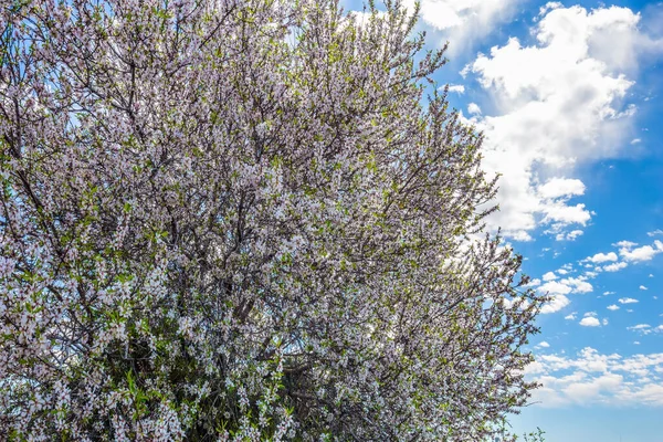 Tanto Attesa Primavera Israele Ulivo Fiorì Fioritura Elegante Lussureggiante Ulivo — Foto Stock