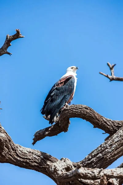 Águia Peixe Africano Observa Ambiente Sentado Uma Árvore Seca Viagem — Fotografia de Stock