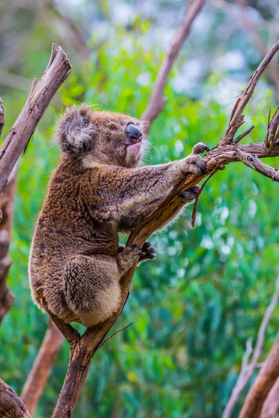 可爱的毛茸茸的棕色玩具熊 褐色考拉或有袋熊是食草性哺乳动物 考尔家族唯一的现代代表 生态旅游概念 — 图库照片