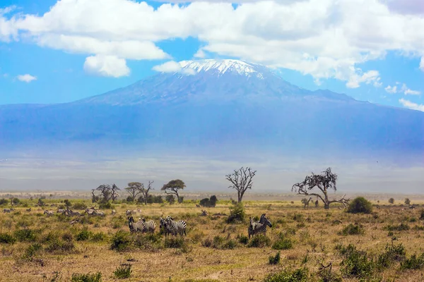 Large Herd Zebras Graze African Savannah Foot Kilimanjaro Trip Horn — Stock Photo, Image