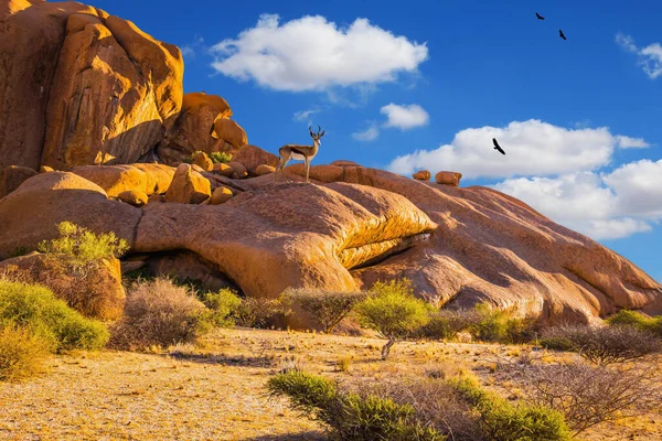 Antelope Springbok Blant Steinene Spitskoppe Ørkenen Reis Til Afrika Picturesque – stockfoto