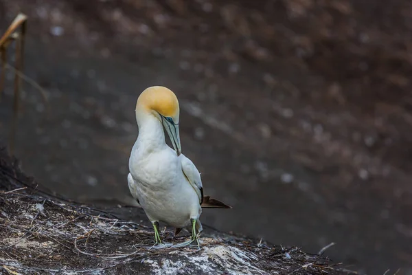 Ausztrál Gannet Csendes Óceán Zélandon Napnyugta Aktív Ökológiai Turizmus Fogalma — Stock Fotó