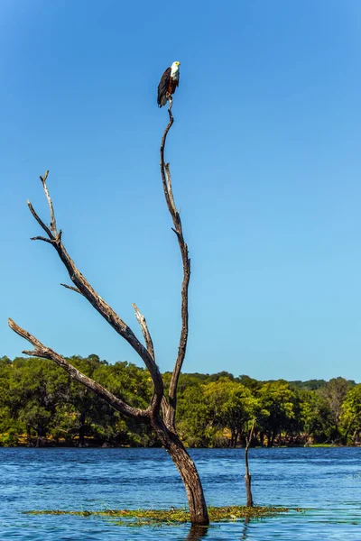 Den Skalliga Örnen Vilar Ett Torrt Träd Den Afrikanska Flodens — Stockfoto