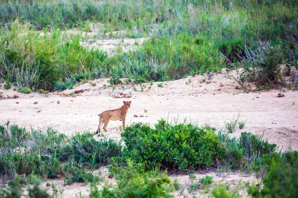 Jeune Lionne Africaine Les Animaux Vivent Déplacent Librement Dans Savane — Photo