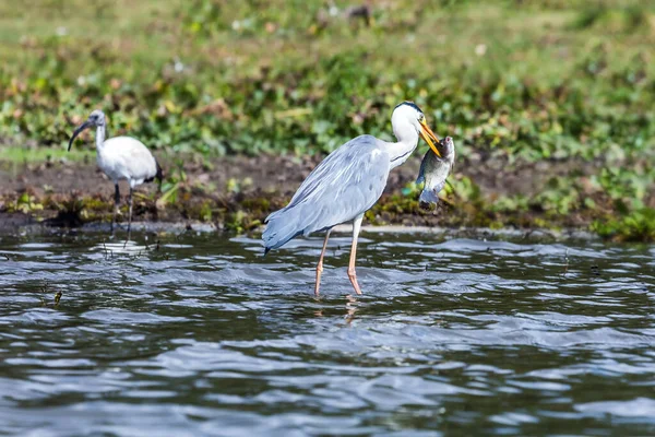 大きな白いサギは アフリカの湖Naivashaで大きな魚を引っかけた サファリ ケニアへのツアー 異国的 生態学的 写真的観光の概念 — ストック写真