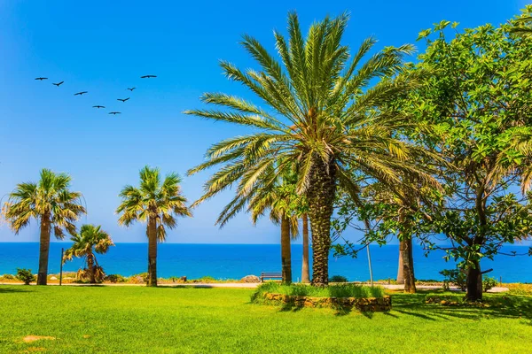 南地中海的岛屿 高大的棕榈树和整洁的青草草坪 成群的候鸟飞过海岸 经典海滩度假的概念 — 图库照片