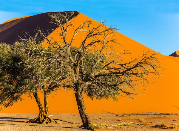 Árboles Pequeños Vasto Desierto Dunas Naranjas Púrpuras Amarillas Del Desierto —  Fotos de Stock