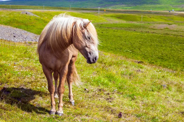 Voyage Rêve Islande Portraits Cheval Aux Cheveux Blonds Fabuleusement Beau — Photo