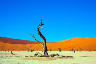 Ölü ağaçlı ölü göl. Sarı-kırmızı kumullar ve çınlayan sessizlik. Güneşli bir sabah. Namib Sossusvlei Çölü 'nde Clay Platosu. Aktif, egzotik, aşırı ve fotoğraf turizmi kavramı