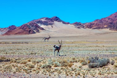 Uzun boynuzlu antilop antilobu. Namibya 'ya büyük gezi, Namib Naukluft Çölü. Görkemli turuncu kum tepeleri, Sussussflay Gölü. Egzotik, ekstrem ve fotoğraf turizmi kavramı