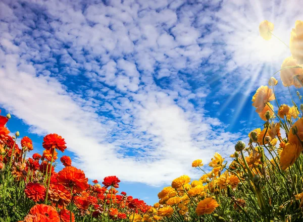 Tapete Flor Magnífico Borboletas Jardim Ranúnculo Israel Sol Quente Nuvens — Fotografia de Stock