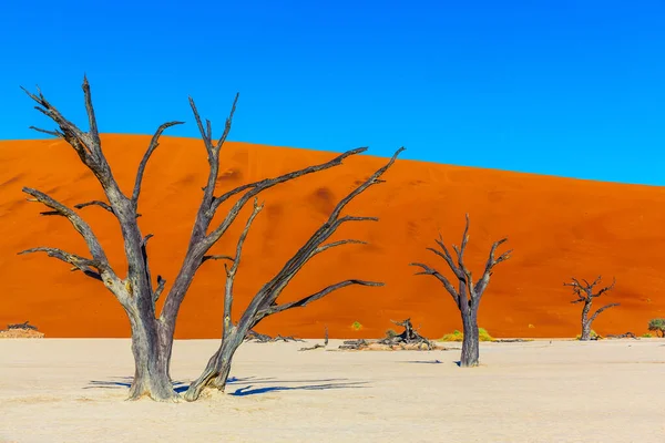 Плато Клэй Части Пустыни Намиб Науклуфт Мертвое Озеро Мертвыми Деревьями — стоковое фото