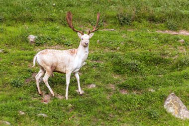 Fotoğrafçı için kocaman güzel boynuzları olan muhteşem benekli geyik. Yeni Zelanda. Geyik yetiştirmek için parkın yeşil çimenli tepeleri. Egzotik ve aktif turizm kavramı