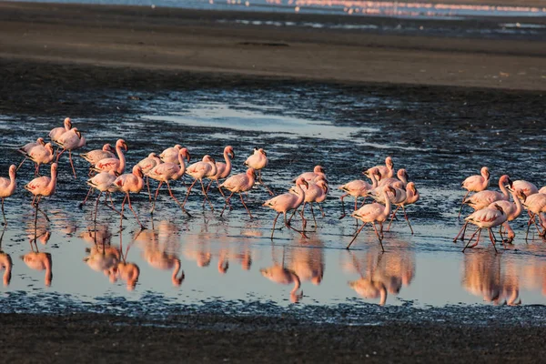 Słoneczko Afrykę Atlantyckie Wybrzeże Namibii Stado Wspaniałych Biało Różowych Flamingów — Zdjęcie stockowe