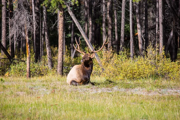 Été Indien Est Arrivé Magnifique Cerf Rouge Aux Cornes Ramifiées — Photo