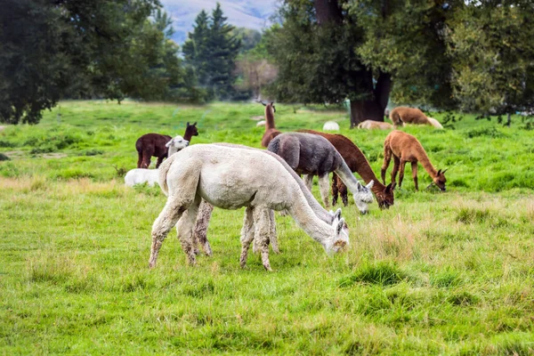 Manada Lamas Después Corte Pelo Rasca Césped Verde Concepto Turismo — Foto de Stock