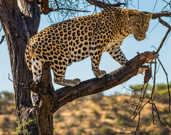 Het Concept Van Exotisch Extreem Toerisme Gevlekte Afrikaanse Luipaard Klom — Stockfoto