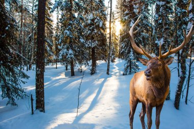Karlı bir orman yolunda muhteşem bir kızıl geyik. Güneşli kış gününde, karlı kozalaklı orman. Aktif, kış, eko ve fotoğraf turizmi kavramı