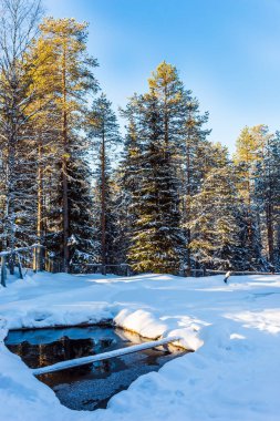 Dünyanın en kuzeydeki hayvanat bahçesi. Laponya. Güneşli ve karlı bir kış günü. Karlı kozalaklı orman. Aktif, kış, çevre ve fotoğraf turizmi kavramı