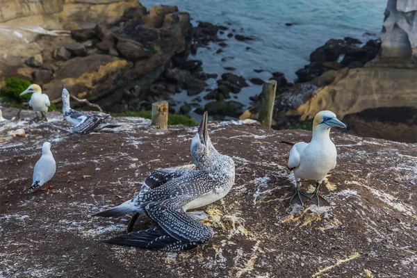 Australijski Gannet Karmi Gniazdo Koncepcja Turystyki Aktywnej Ekologicznej Ocean Spokojny — Zdjęcie stockowe