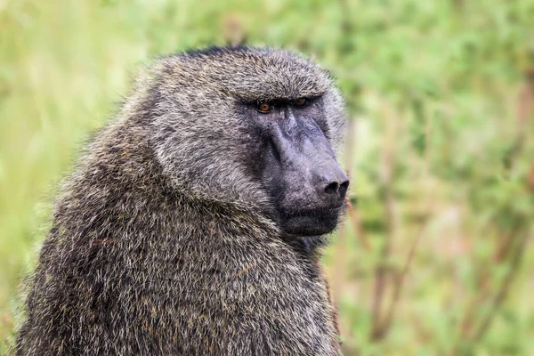 Αφρική Κένυα Safari Περιοδεία Στη Διάσημη Kenyan Αποθεματικό Masai Mara — Φωτογραφία Αρχείου