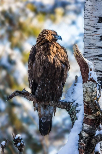 Orzeł Białogłowy Słoneczny Zimowy Dzień Snowy Las Iglasty Finlandia Laponia — Zdjęcie stockowe