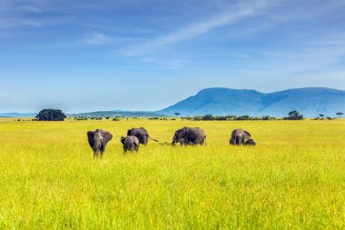 Afrika savanasının filleri. Filler en büyük kara memelileridir. Kenya 'daki ünlü Masai Mara Rezervi. Ekolojik, egzotik, aşırı ve fotoğraf turizmi kavramı
