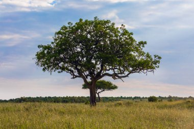  Meyveli yeşil akasya. Günbatımında Afrika savanı. Rüzgarlı bir bahar günü. Ekolojik, egzotik ve fotoğraf turizmi kavramı