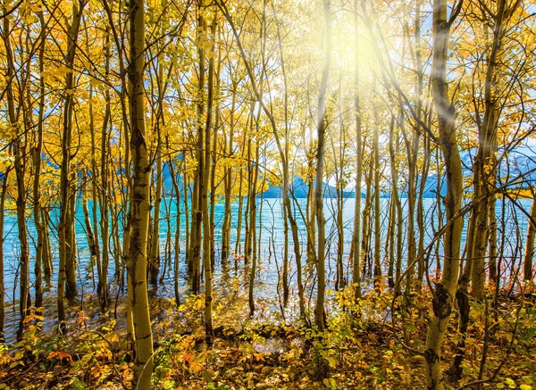 Inundação Outono Lago Artificial Abraão Montanhas Rochosas Canadá Sol Aquece — Fotografia de Stock