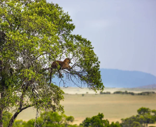 Zauważono Lamparta Spoczywającego Gałęziach Akacji Drapieżne Ssaki Parku Masai Mara — Zdjęcie stockowe