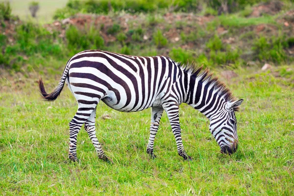 Urocza Młoda Zebra Pasie Się Zielonej Trawie Safari Kenii Wspaniała — Zdjęcie stockowe